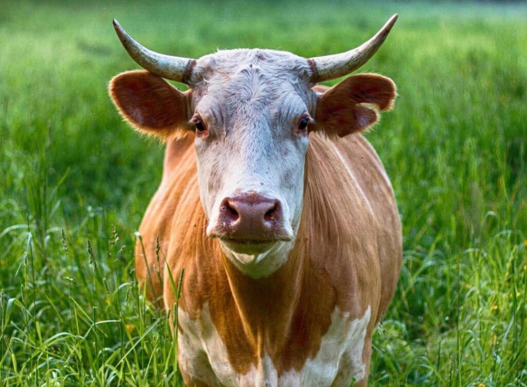 Od 28. apríla platí nové mimoriadne opatrenie v súvislosti so slintačkou a krívačkou