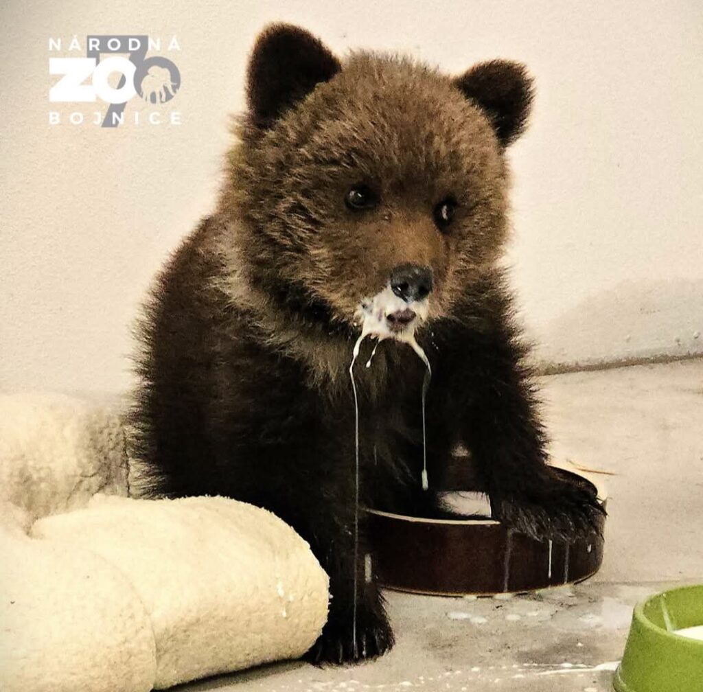Do rehabilitačnej stanice bojnickej zoo prijali osirelé medvieďa
