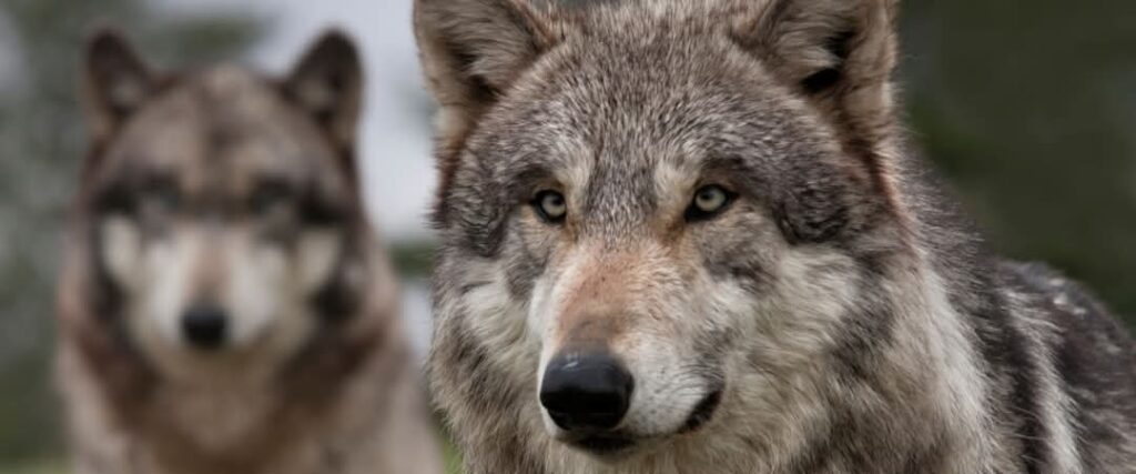 Útok vlka na hospodárske zvieratá v Strážovských vrchoch