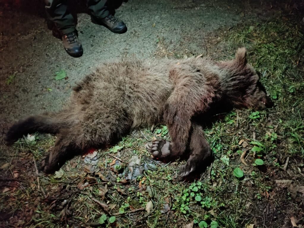 Zásahový tím eliminoval problémového medveďa