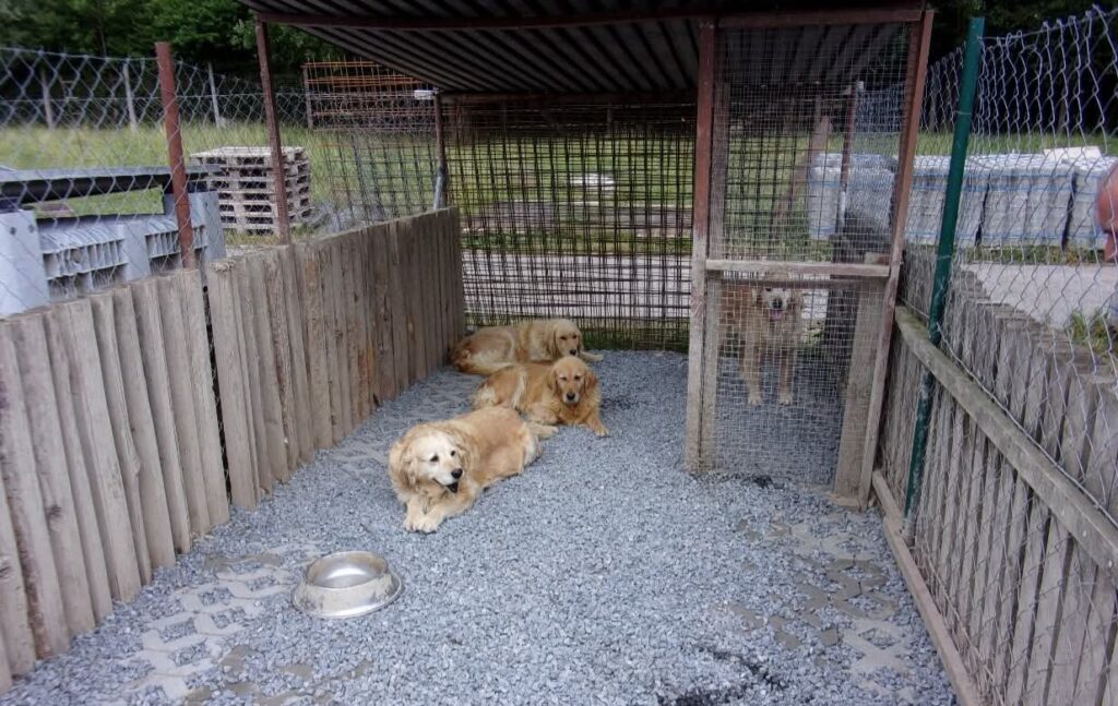 Neďaleko Zvolena si veterinárni inšpektori posvietili na ďalší chov psov
