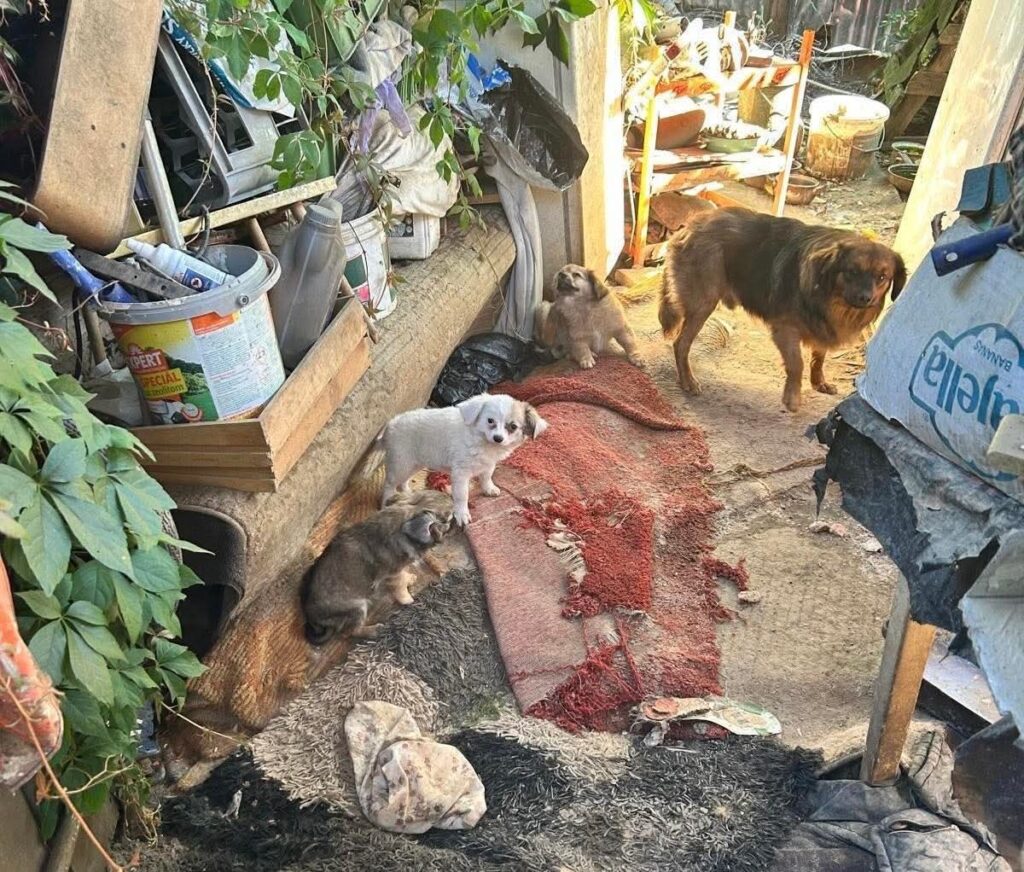 Akcia Kríženec: Polícia odhalila ďalší nelegálny chov psov!