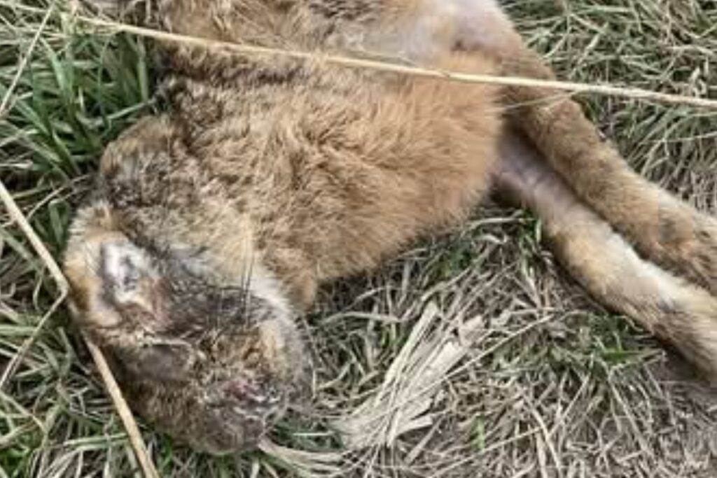 Veterinári upozorňujú na myxomatózu – ide o vírusové sezónne ochorenie u králikov a zajacov