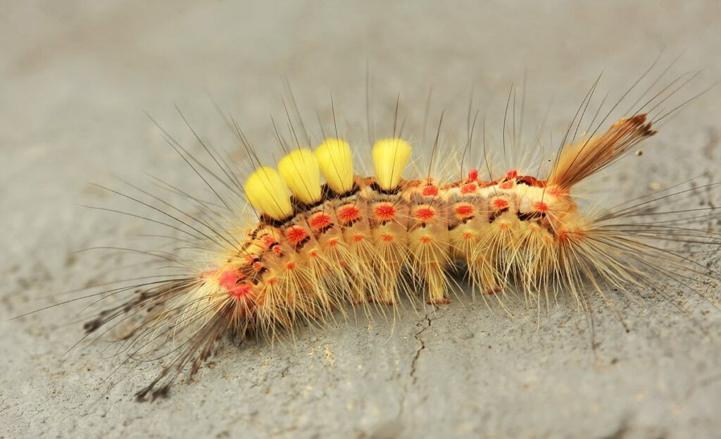 V záhradách sa objavuje štetinavec trnkový. Odborníci upozorňujú na húsenice, ktoré môžu spôsobiť odlistnenie stromov