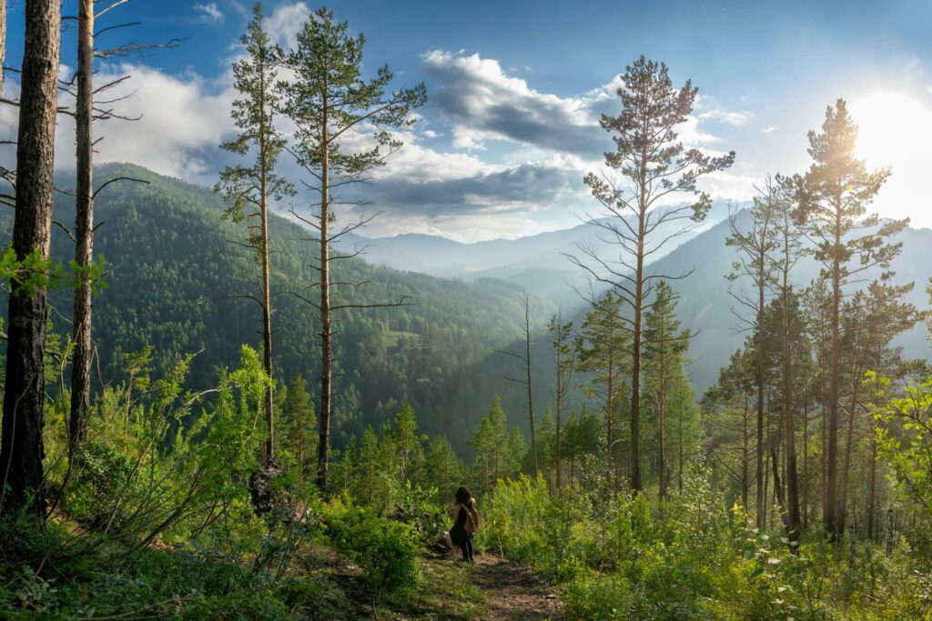 Ihličnaté lesy v ohrození: Hmyz a sucho škodí v Európe