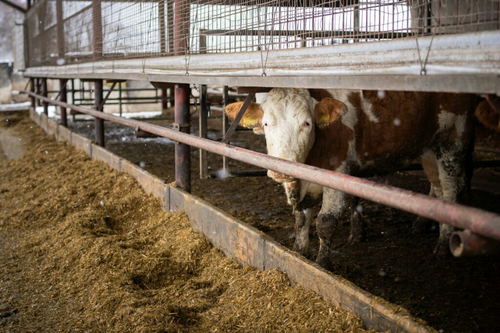 Úspech pre Slovensko: Opäť sme získali status krajiny bez výskytu slintačky a krívačky.