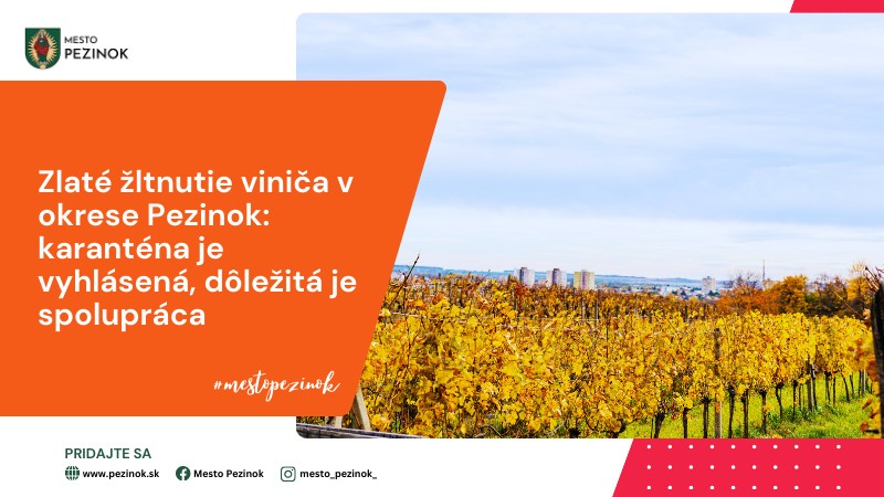 V oblasti Modra a Tokaj je vyhlásená karanténa pre zlaté žltnutie viniča