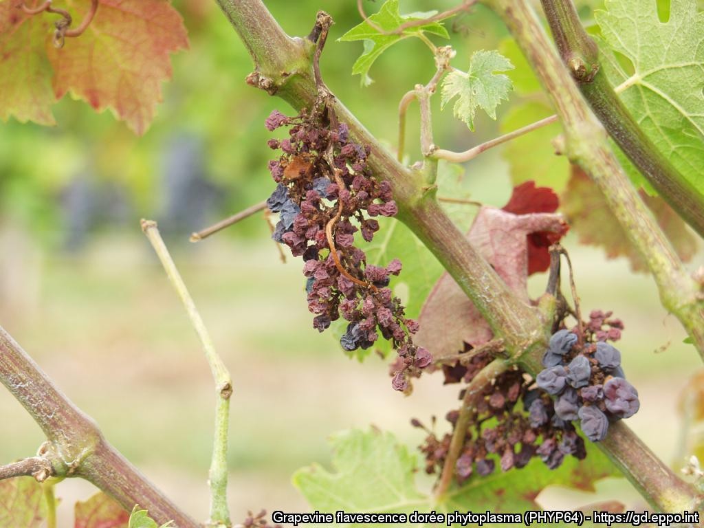 Fytoplazma žltnutia viniča je najväčším problémom európskych vinohradníkov
