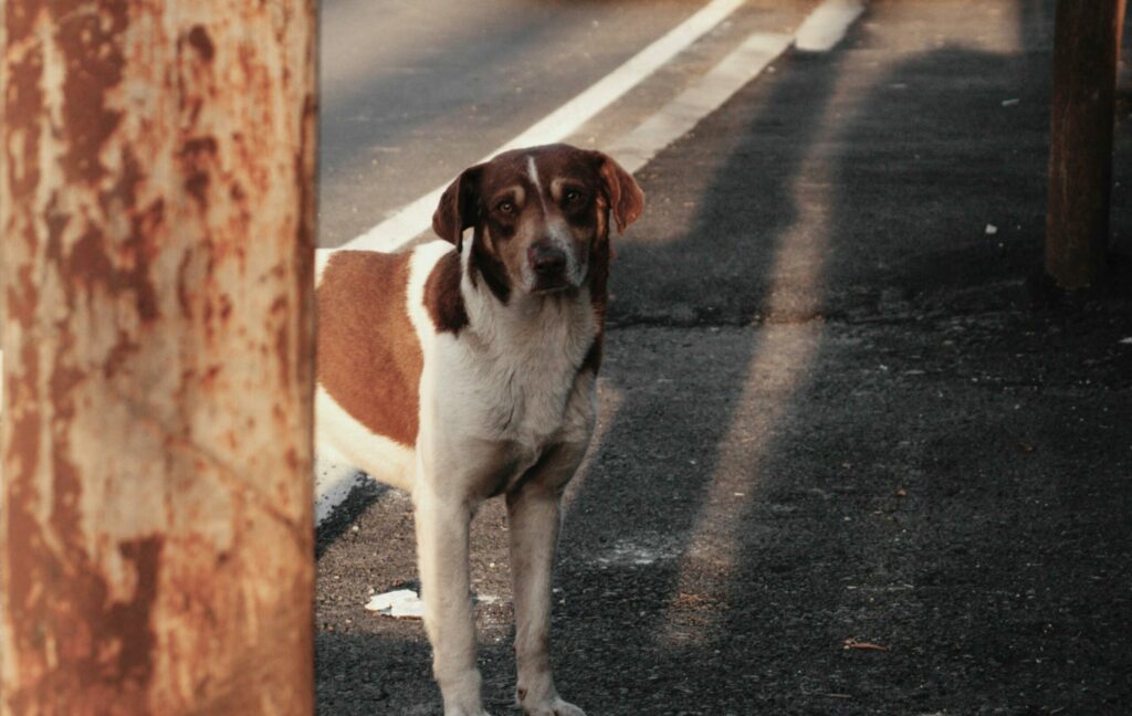 Problém túlavých psov a množiarní: Sprísnenie kontrol aj legislatívy